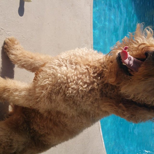 Monday Is Always Ruff