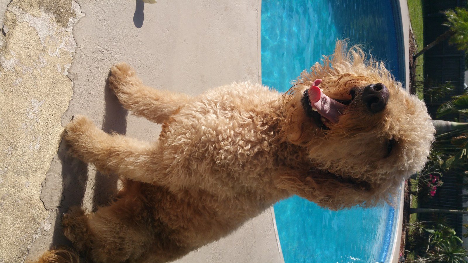 Monday Is Always Ruff
