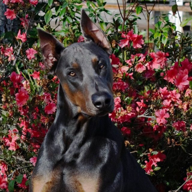 Beautiful Boy