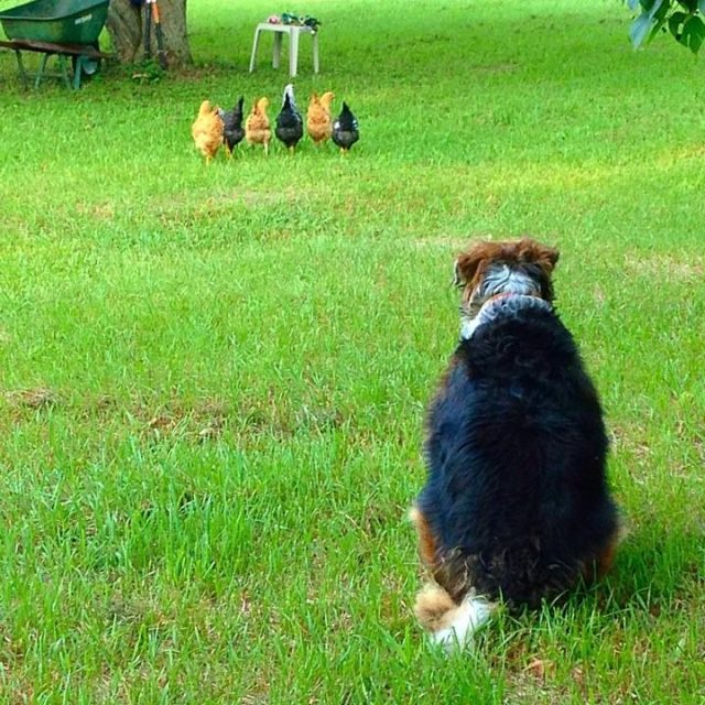 Daisy, Watching Her Girls