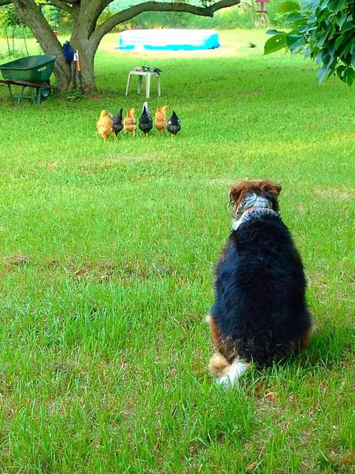 Daisy, Watching Her Girls