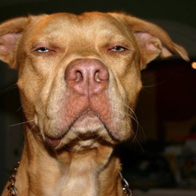 Rosco