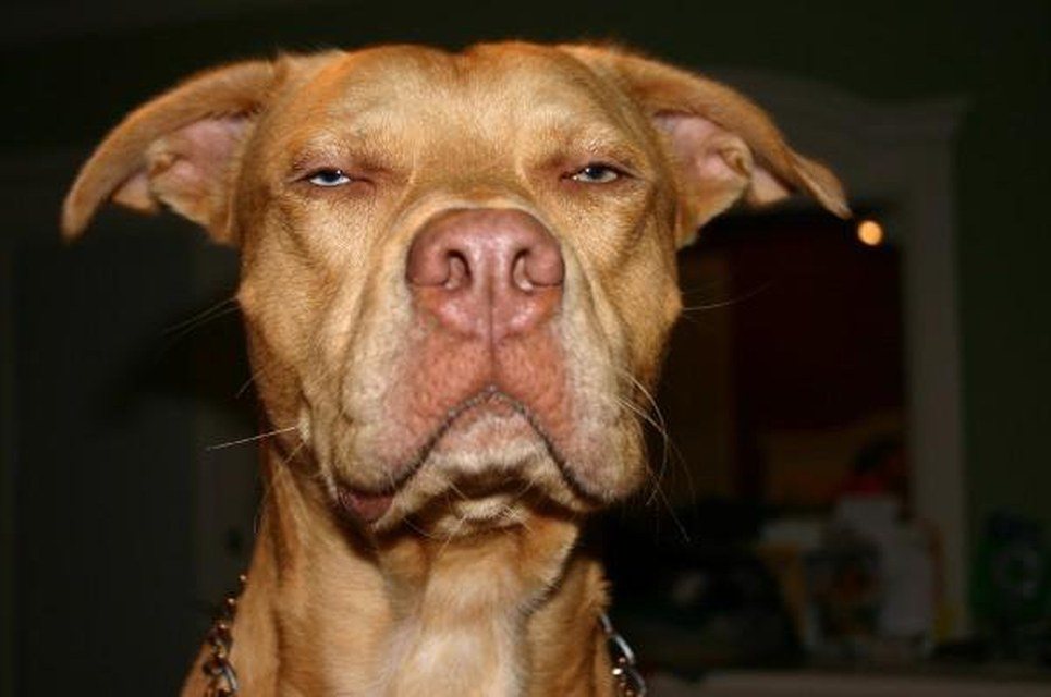 Rosco