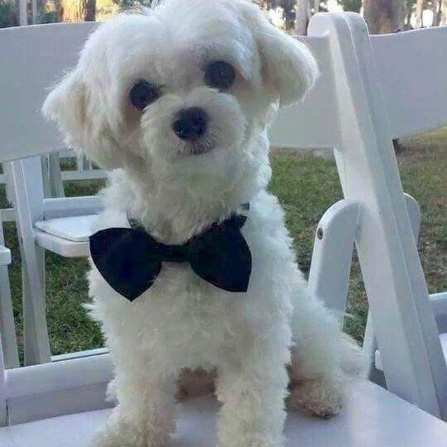 A Bowtie Affair!