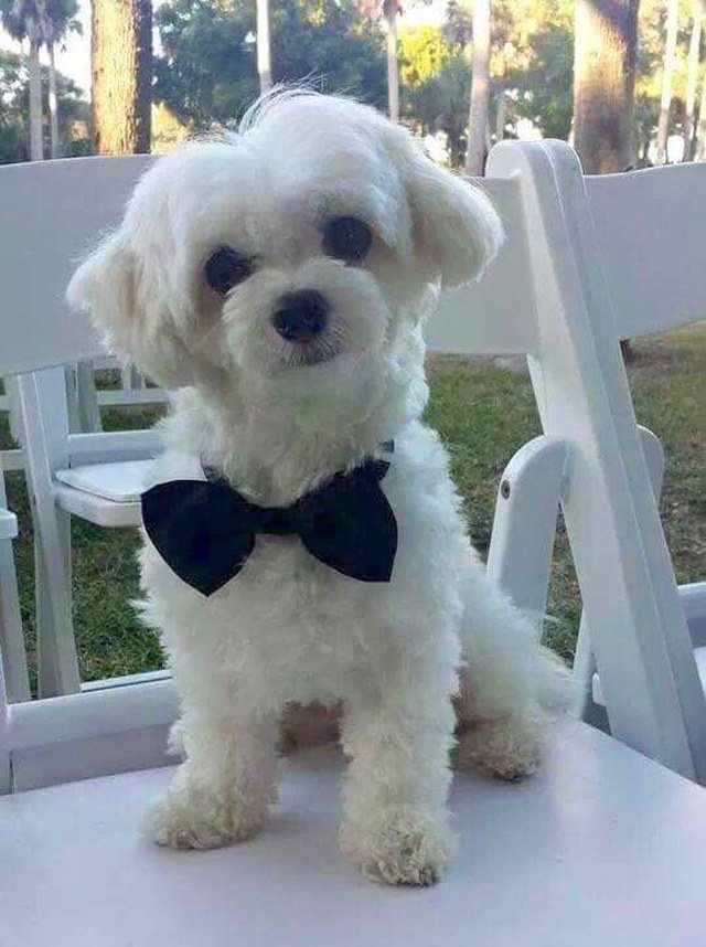 A Bowtie Affair!