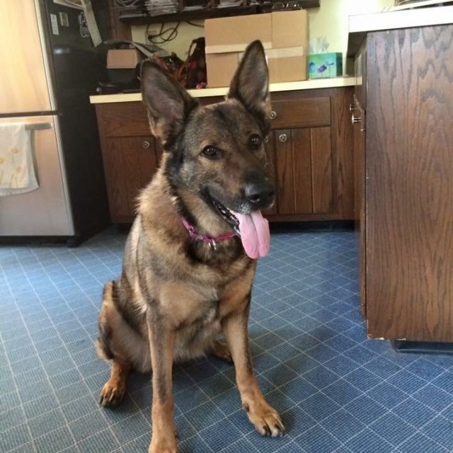 Good Boy