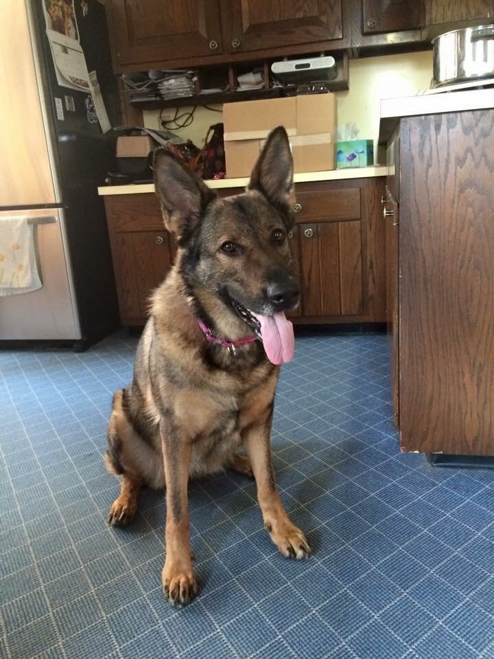 Good Boy