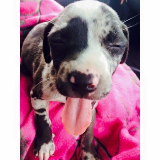 Baby Gypsy