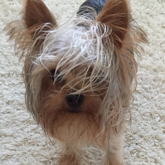 Diesel Rockin His Trump Hairdo