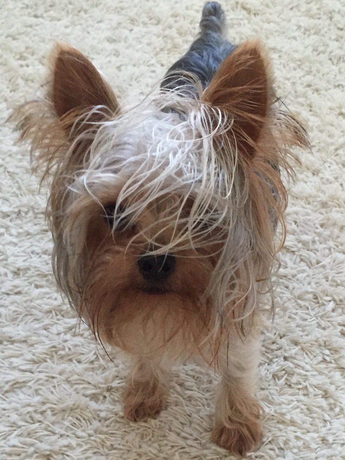 Diesel Rockin His Trump Hairdo