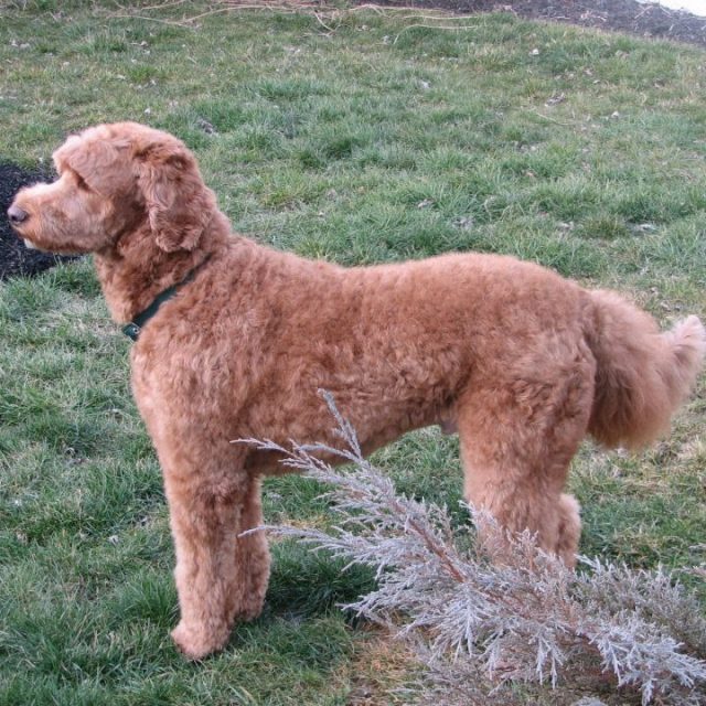 Gordy's New Do