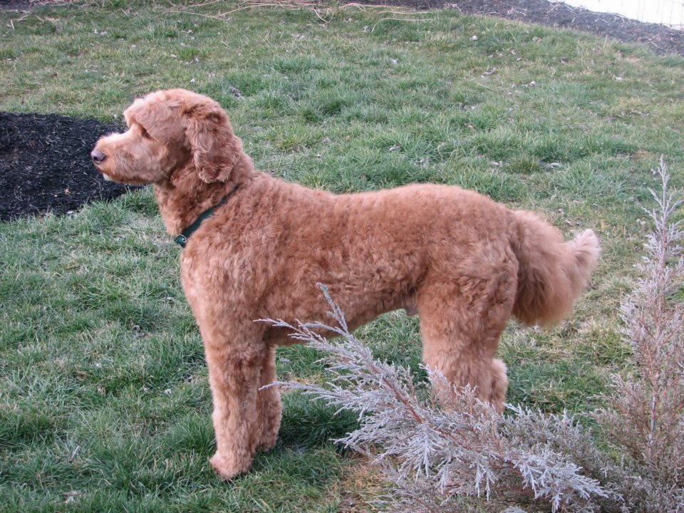 Gordy's New Do