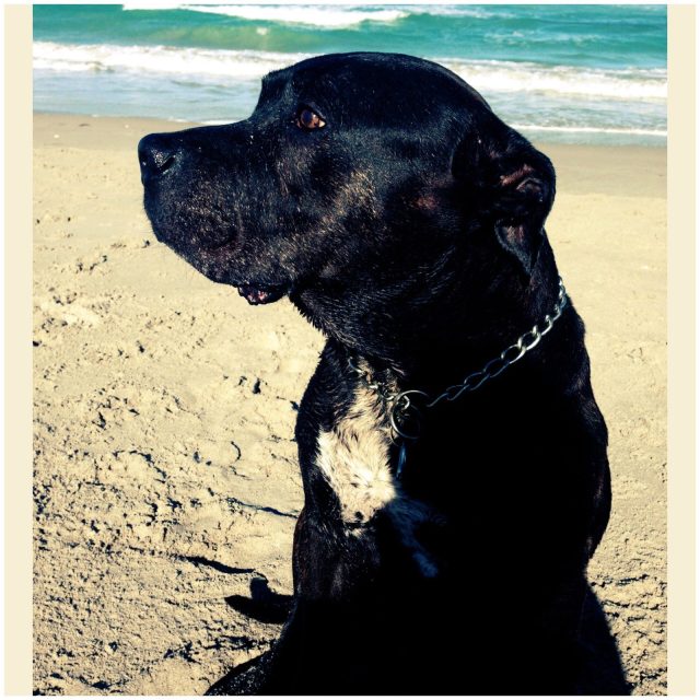 Beach Babe