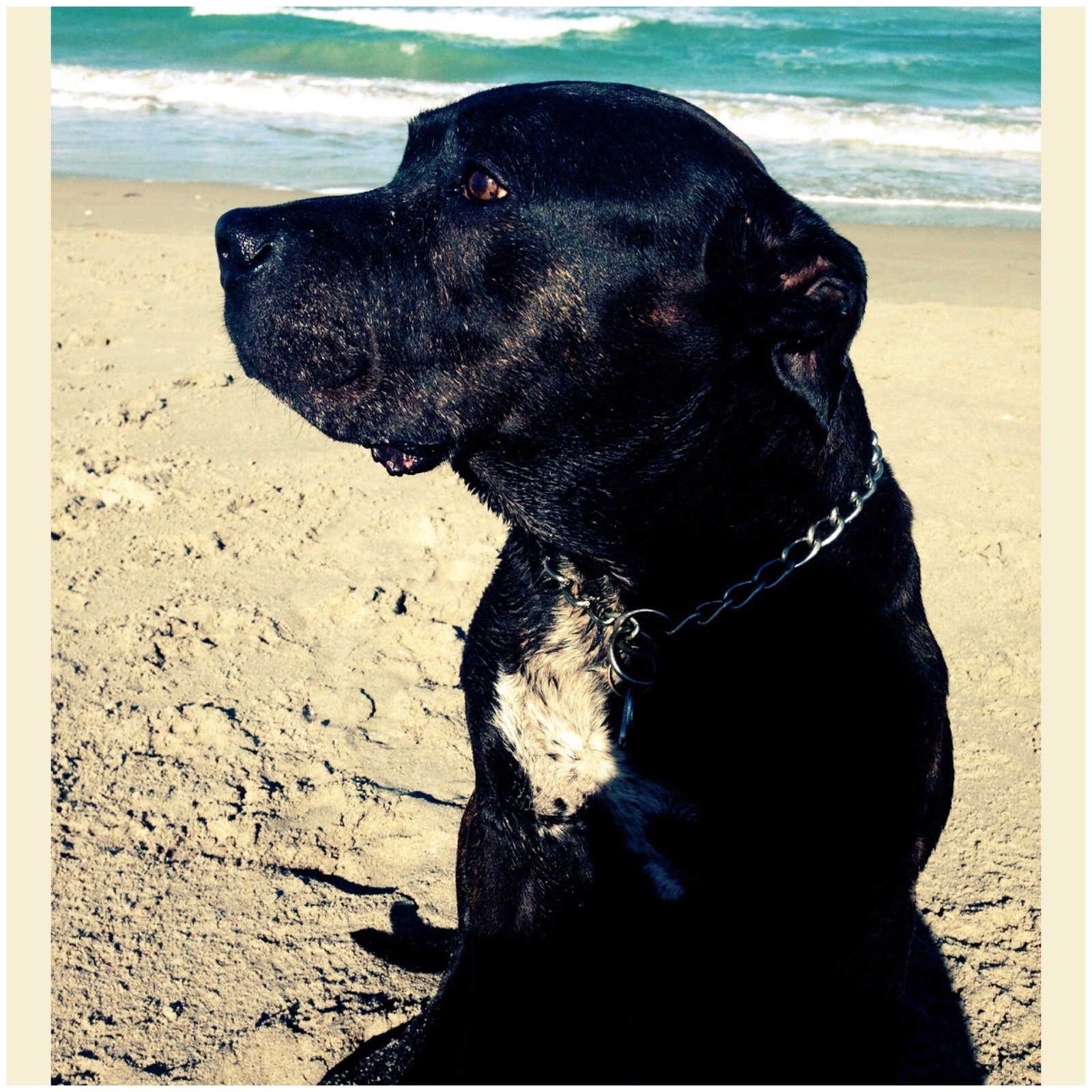 Beach Babe