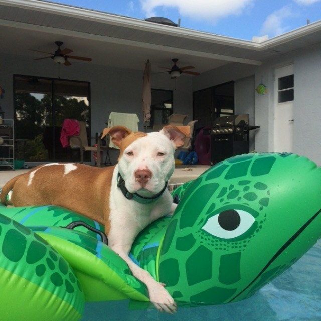 "Turtle" Perfection