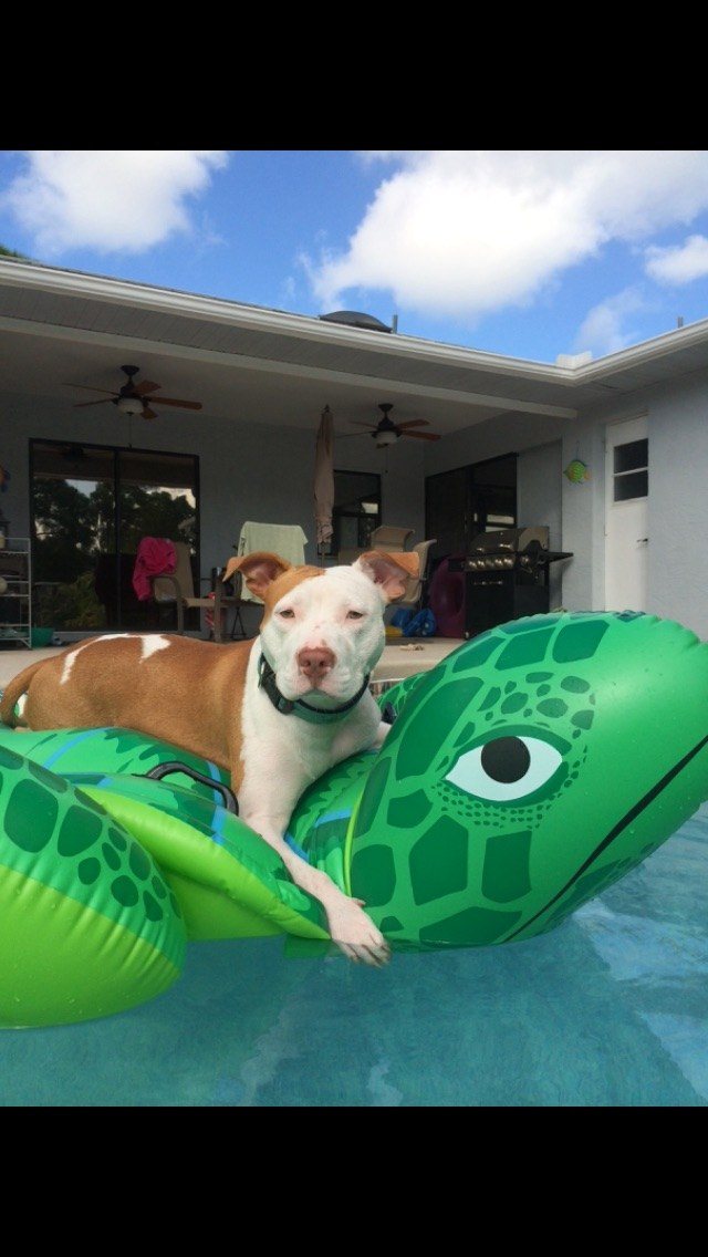 "Turtle" Perfection