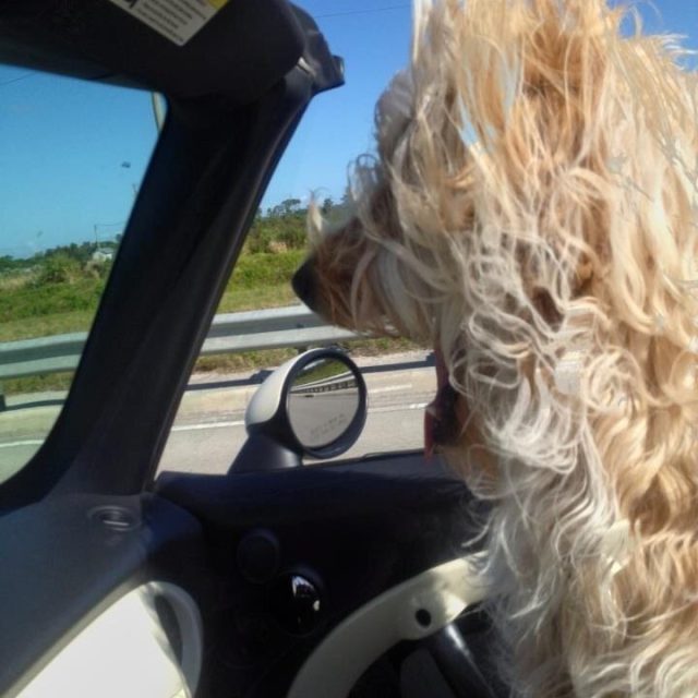 Bad Hair Day