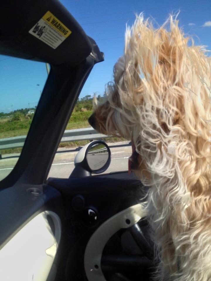 Bad Hair Day