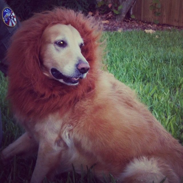 Hear Me Roar!!
