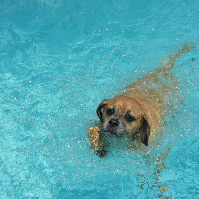 Taking A Dip On A Hot Summer Day