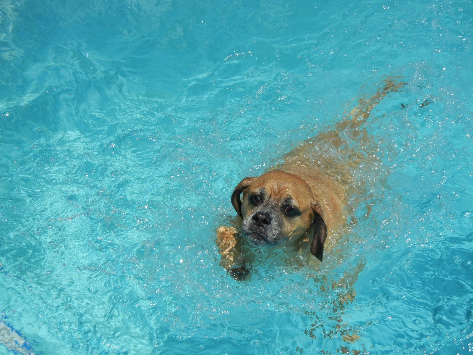 Taking A Dip On A Hot Summer Day