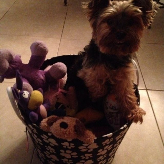 Toy Yorkie