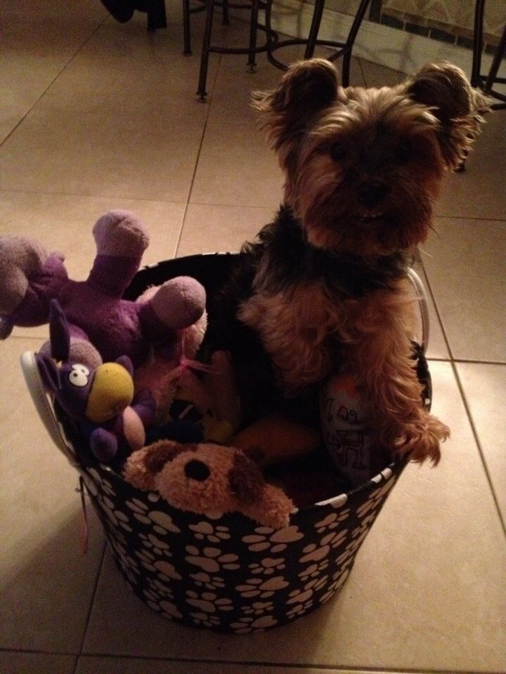 Toy Yorkie