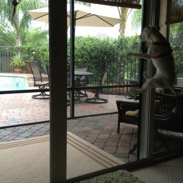 I Reeeealy Want That Squirrel !