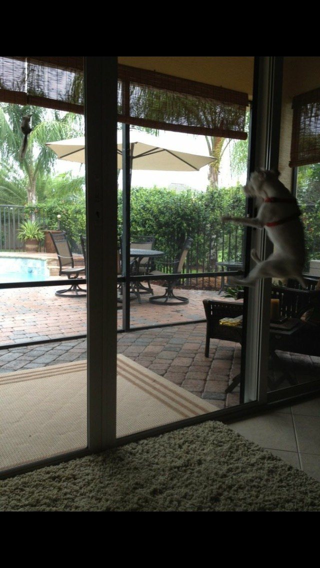 I Reeeealy Want That Squirrel !