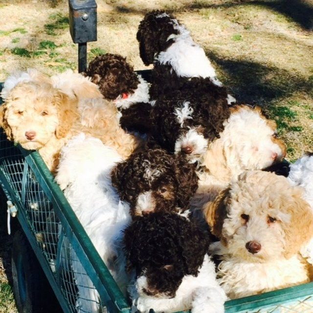 Labradoodles Going For A Ride Around The Ranch