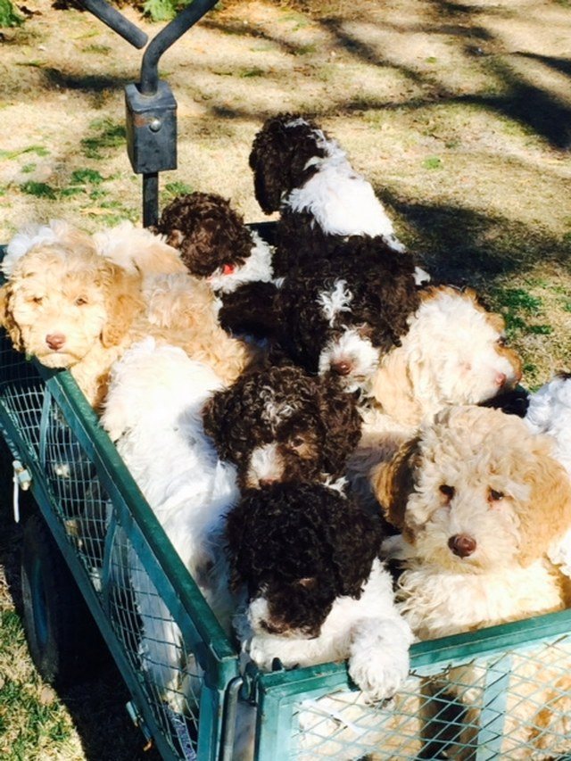 Labradoodles Going For A Ride Around The Ranch