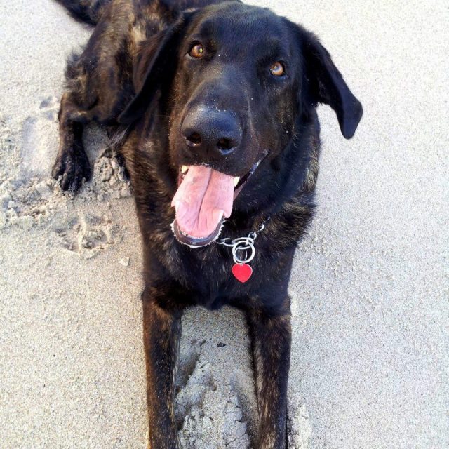 Maximus, Salty Pup!