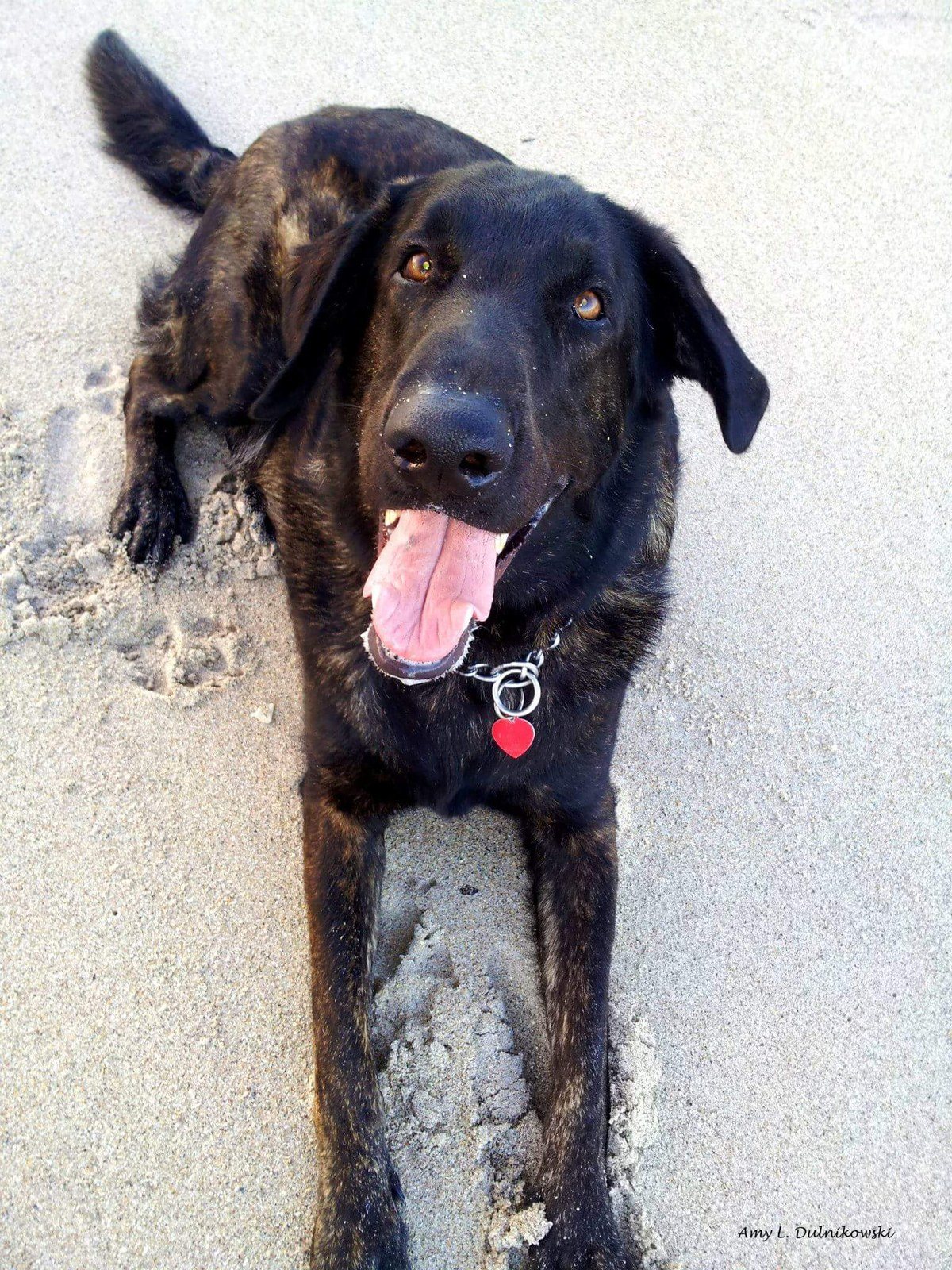 Maximus, Salty Pup!