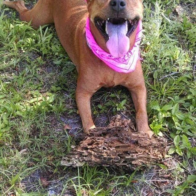 Stick Bandit