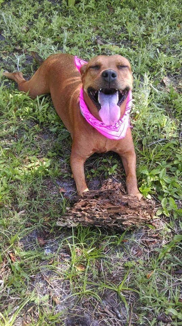Stick Bandit