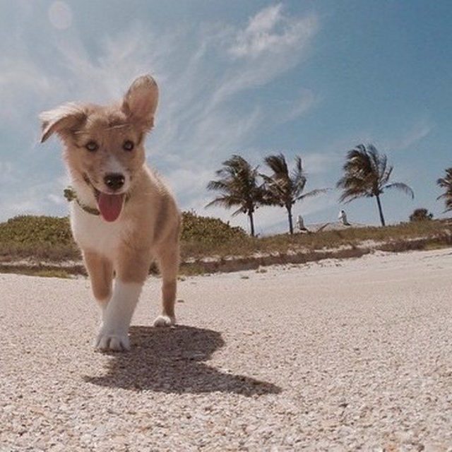 Rory The Playful Puppy