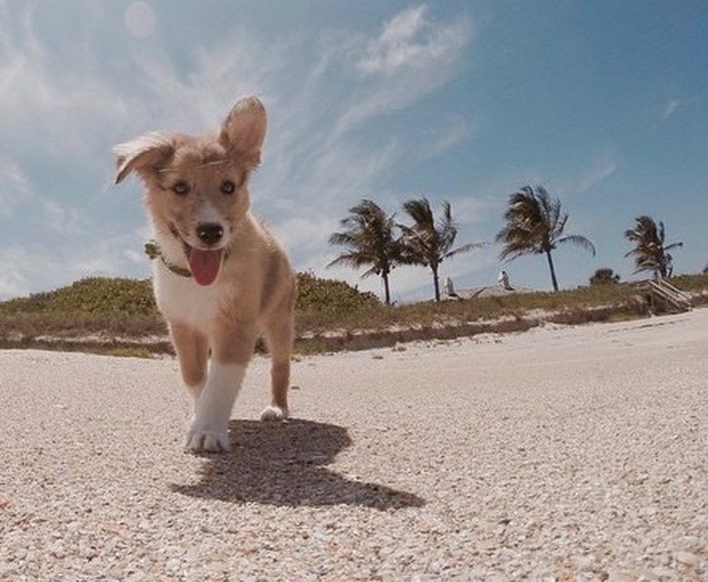 Rory The Playful Puppy