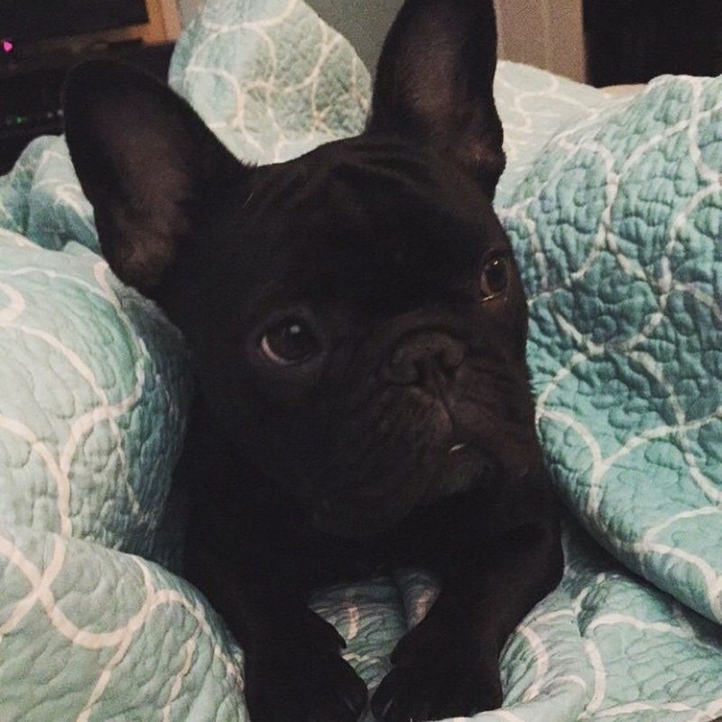 Moose Is So Comfy...