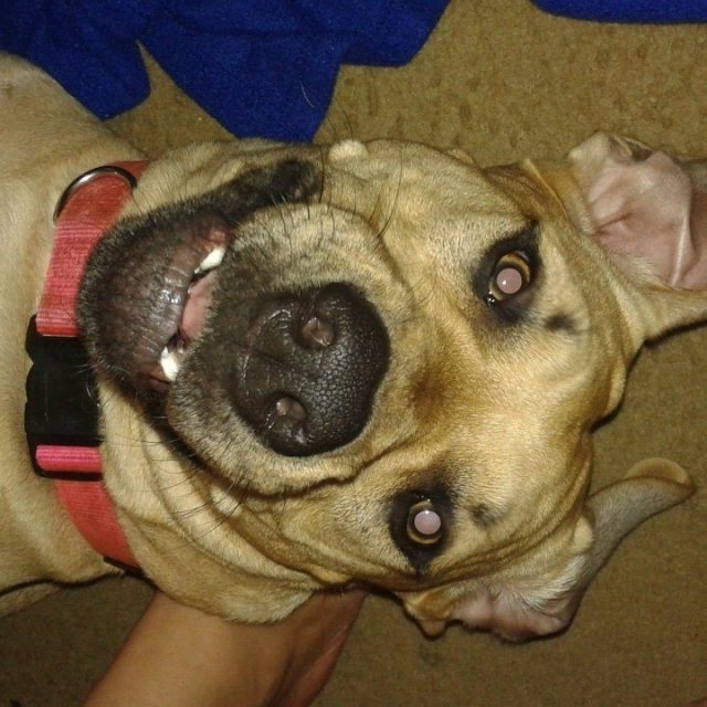 Begging