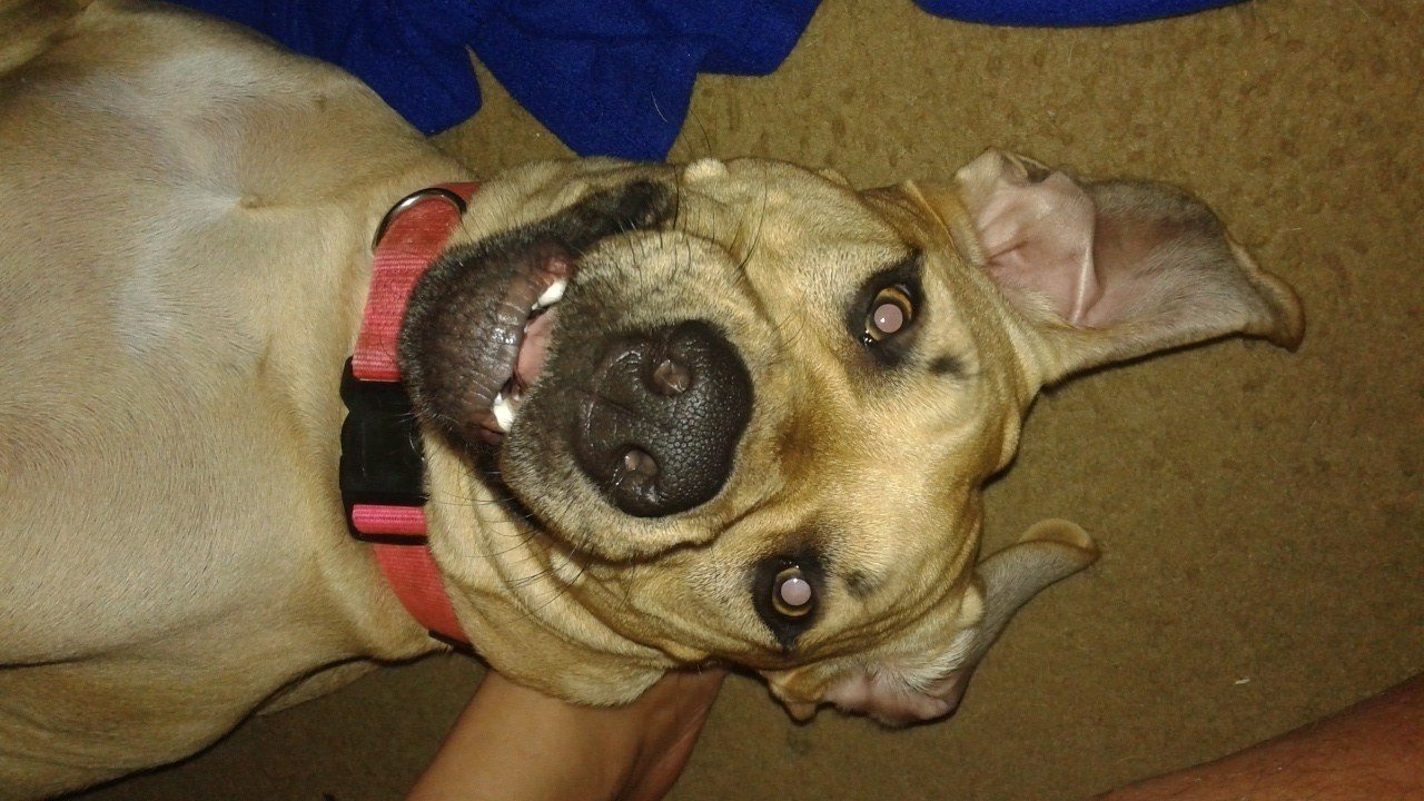 Begging
