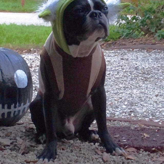 "Let The Force Be With You"