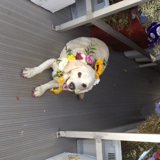 I Am Sandee Girl, The Owner And Flower Buyer At Artistic First Florist..never Dr