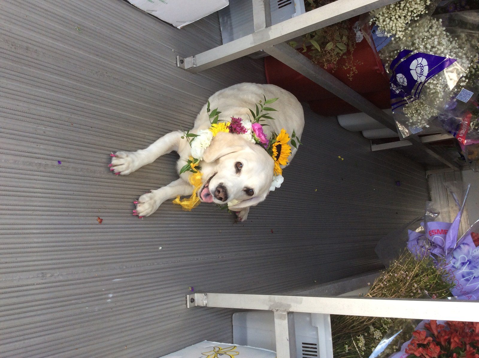 I Am Sandee Girl, The Owner And Flower Buyer At Artistic First Florist..never Dr