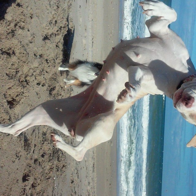 Ruka Doing The River Dance..on The Ocean