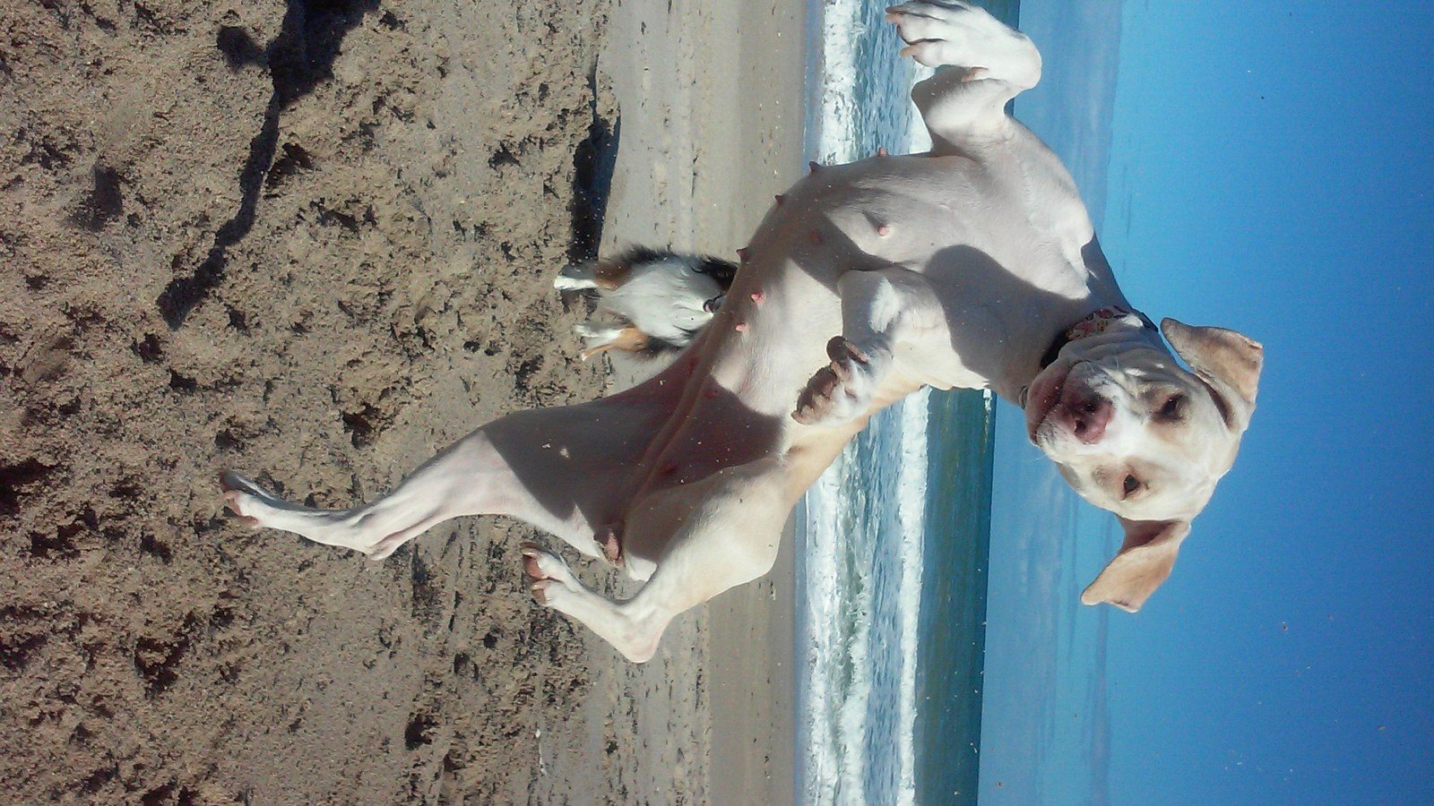 Ruka Doing The River Dance..on The Ocean