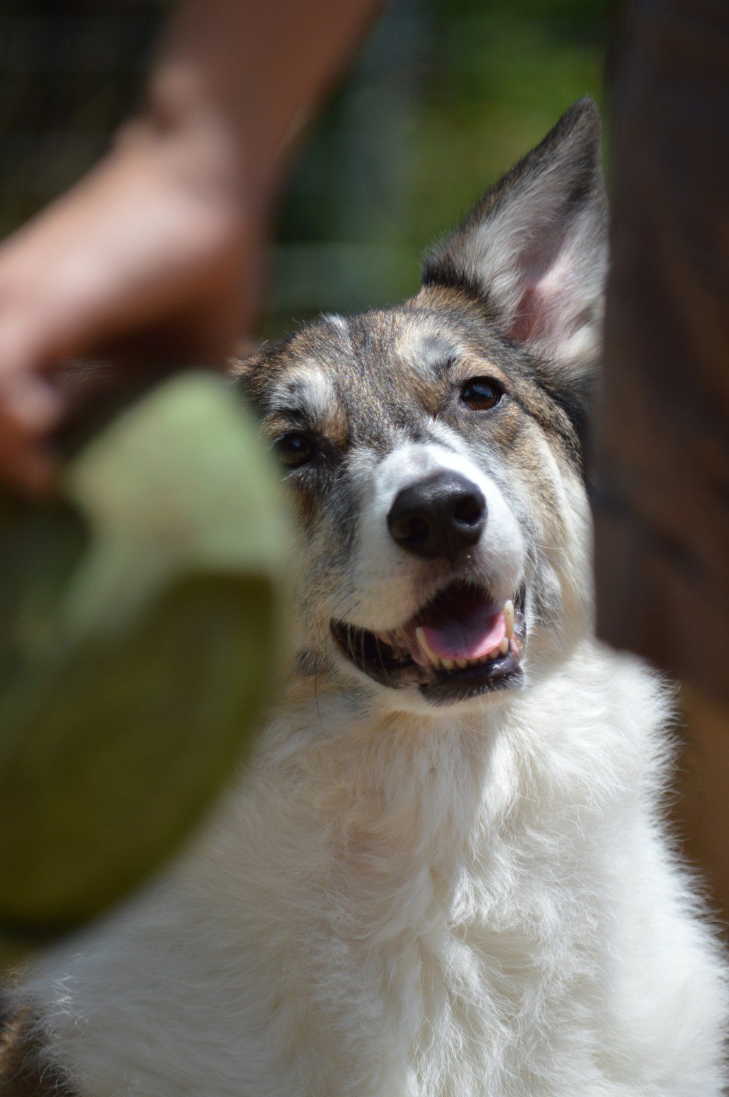 Hurry Up And Throw The Ball!