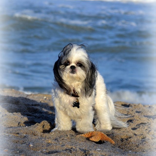 Love Juno Beach! WOOF!
