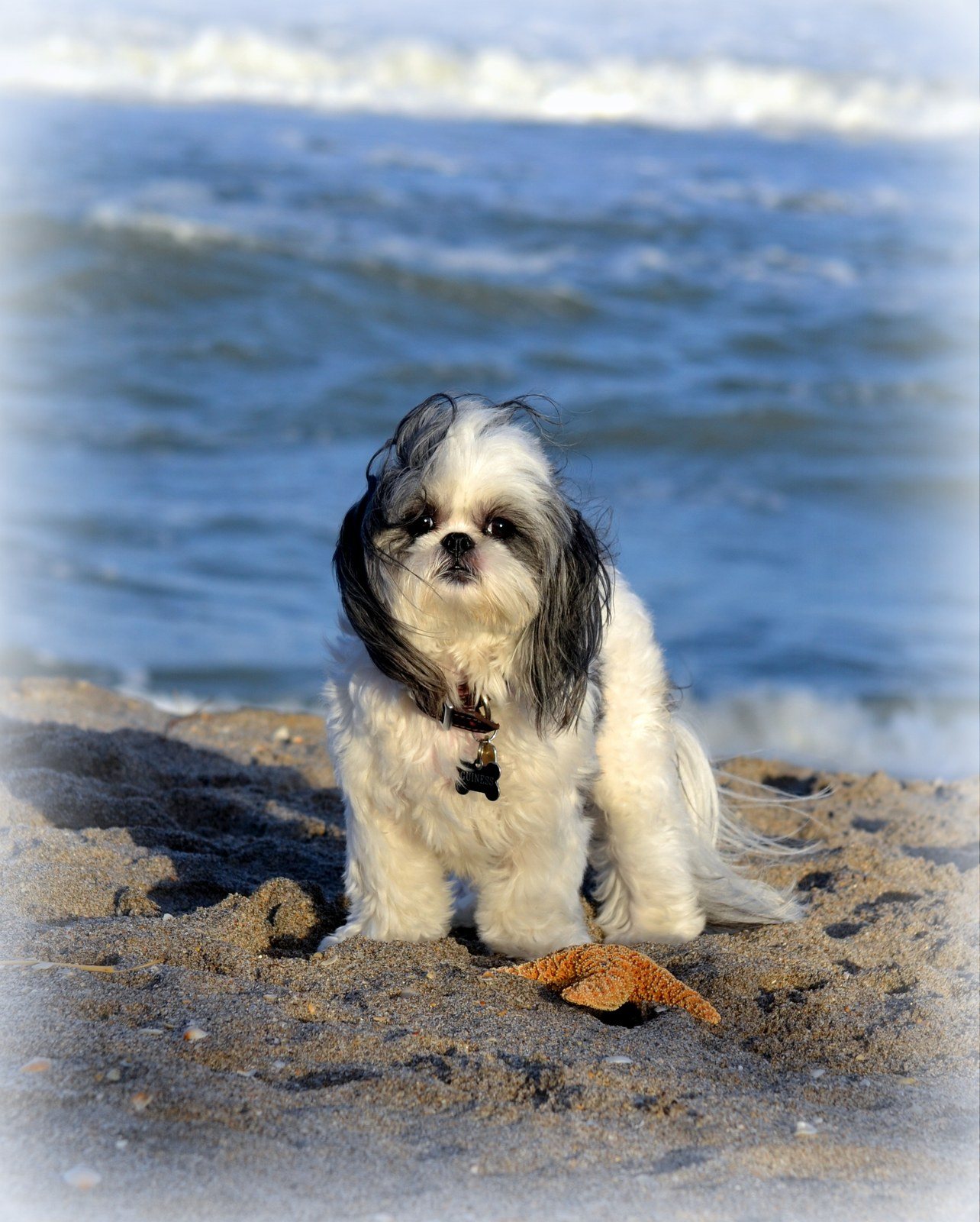 Love Juno Beach! WOOF!