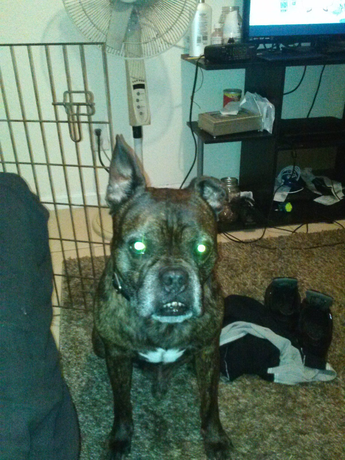 Bubba