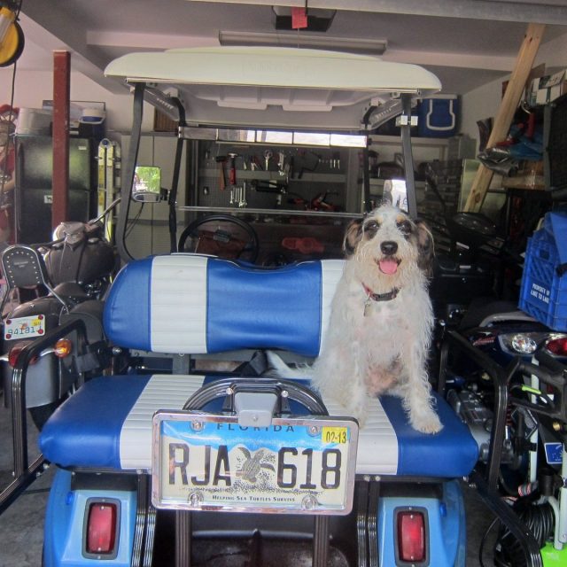 Rudy Getting Ready For A Ride!